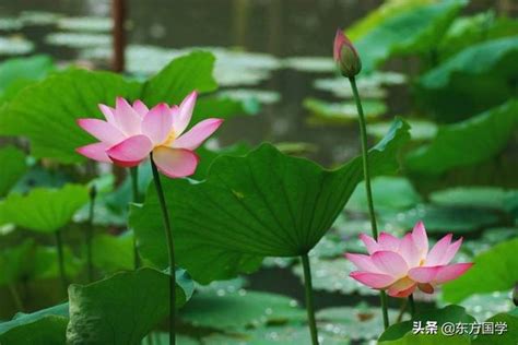 蓮花 意思|蓮